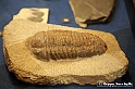 VBS_9039 - Museo Paleontologico - Asti